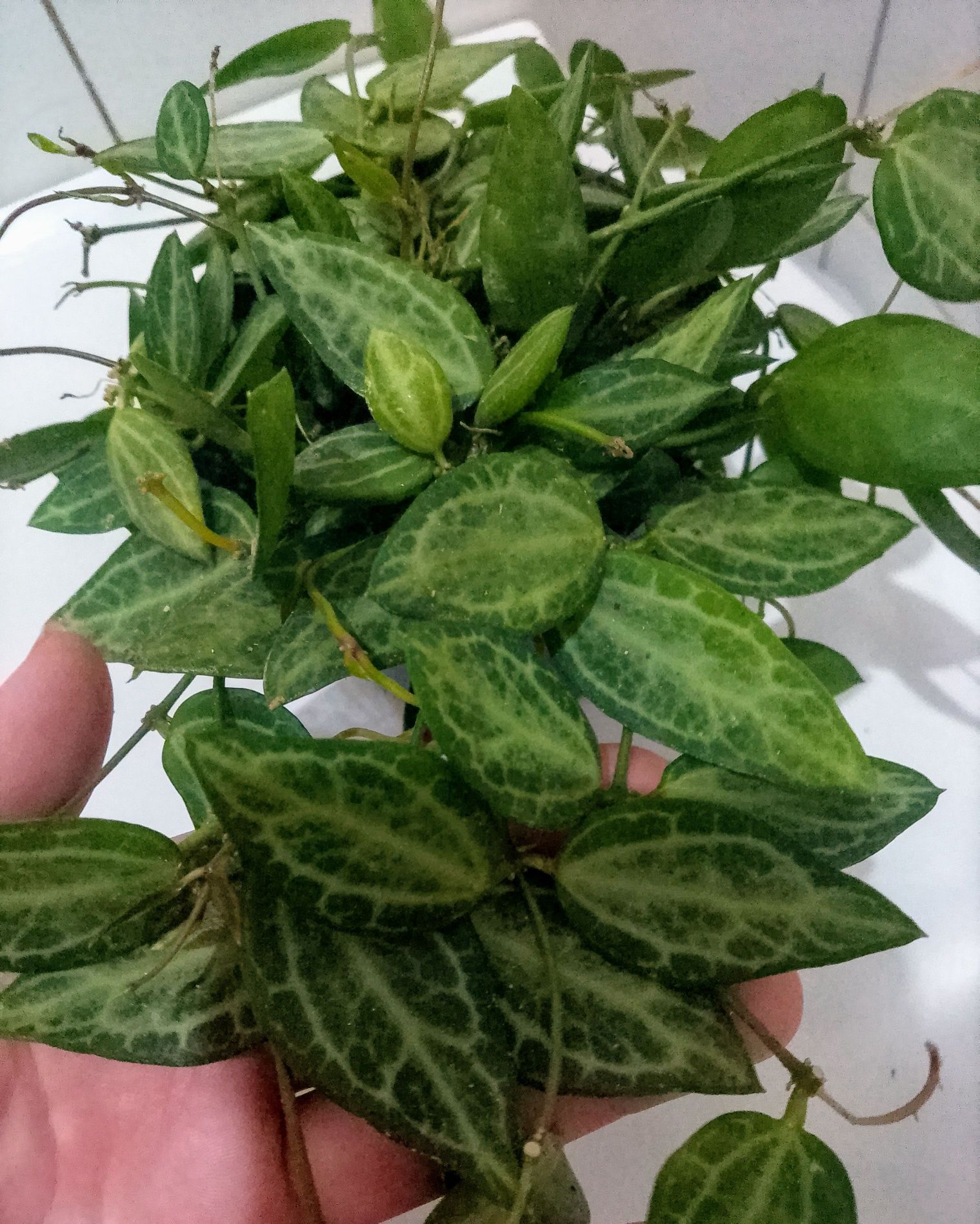 Syngonium monstera hoya variegata varie bondiealbomarginata epi