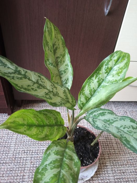Аглаонема з великими листями