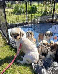 Masza,shih tzu,suczka uratowana z pseudohodowli.Adopcja