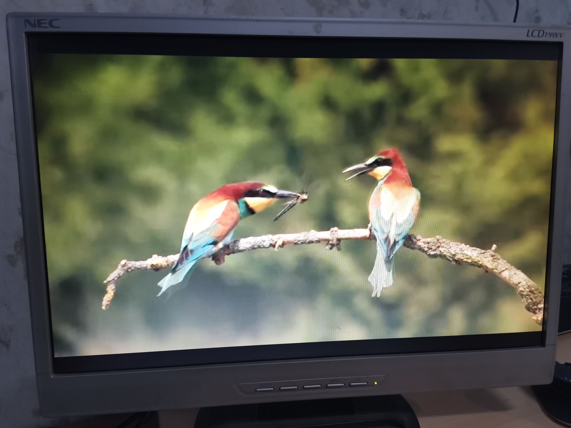 Монитор 19" NEC LCD19WV