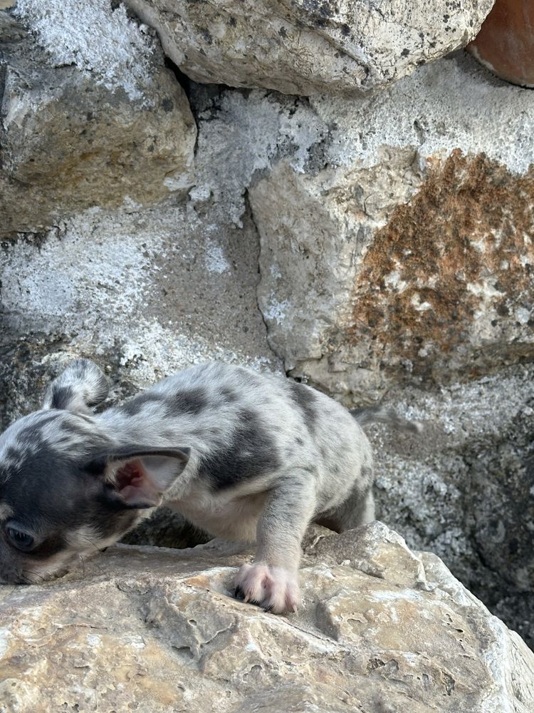 Megnifico  menino chihuahua