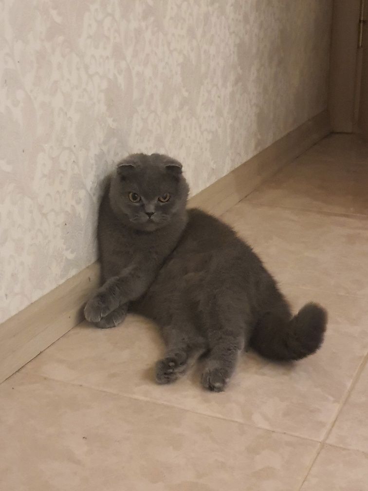 Отдам в хорошие руки чистокровную кошку породы Скоттиш Фолд