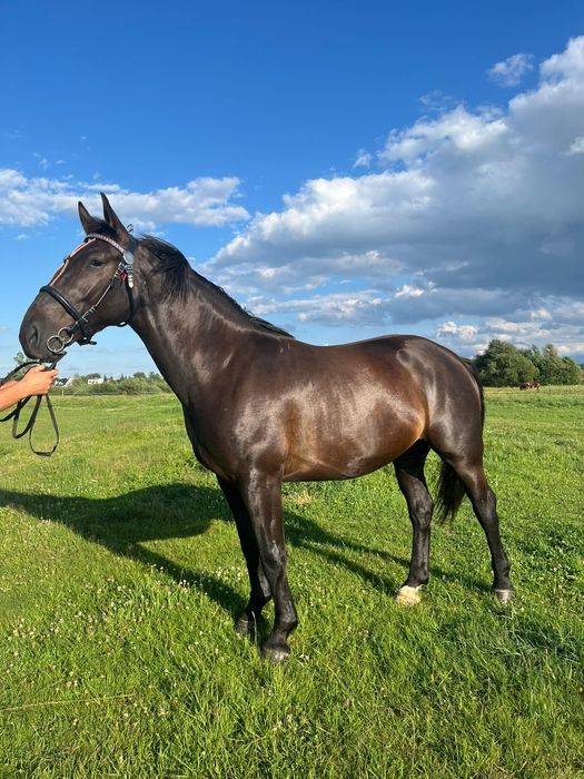 Klacz ślaska kara źrebna, zaprzęgana, programowa