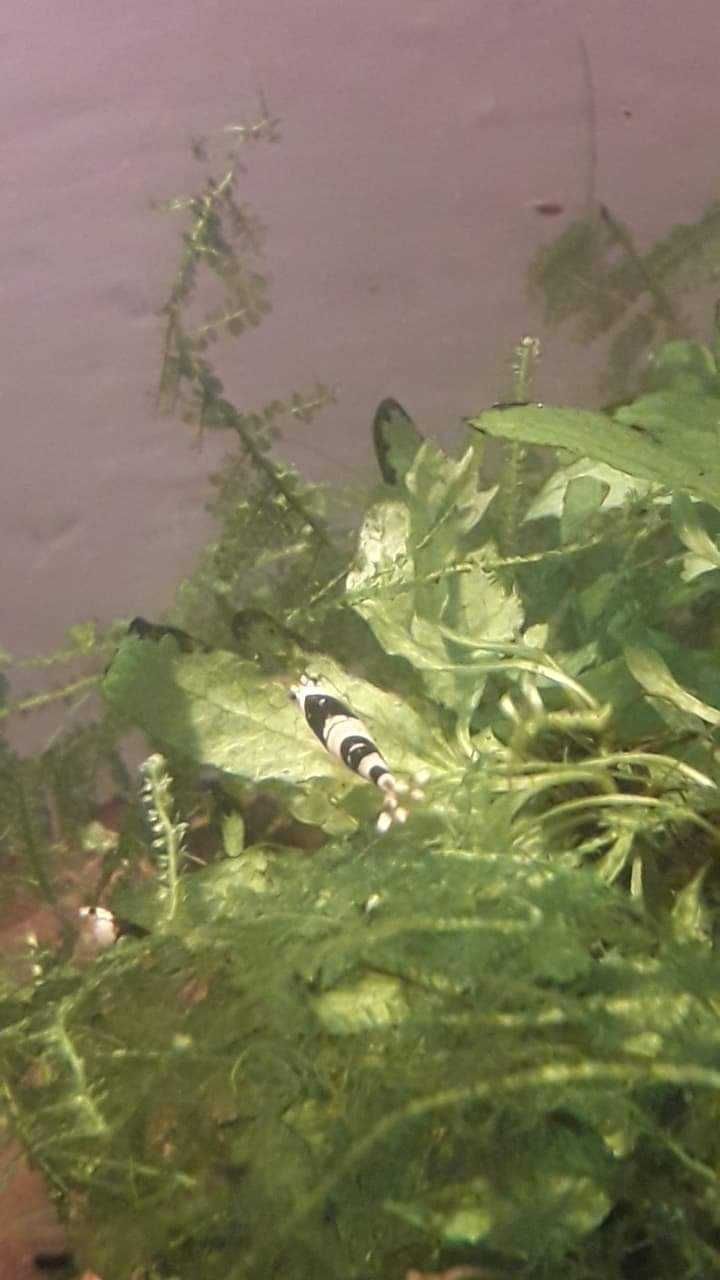 Krewetki Caridina BLACK CRYSTAL