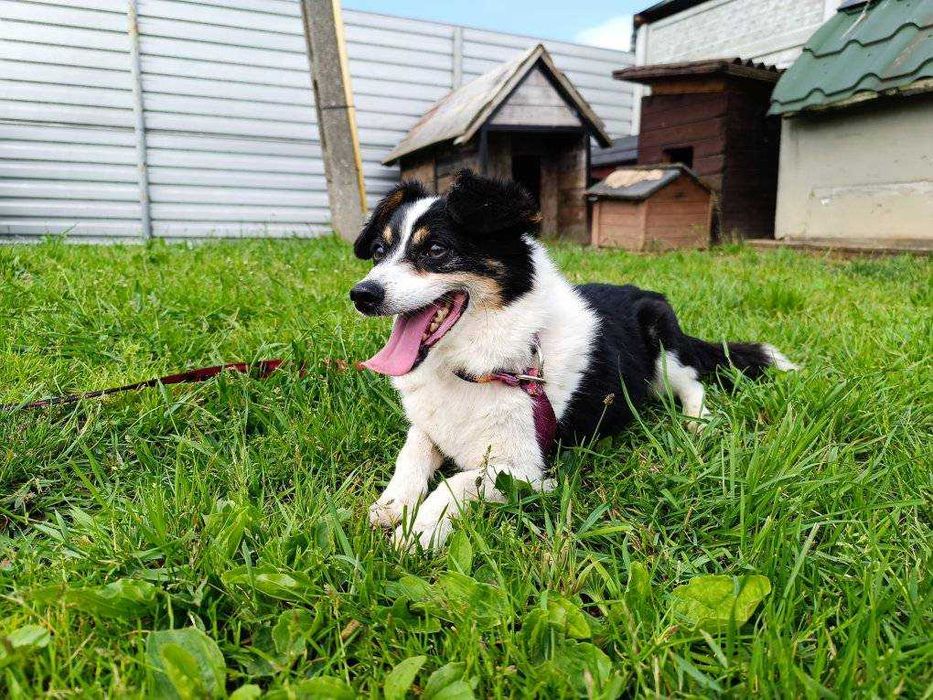 Mały Piksel, wielkie serce – szuka cichej przystani