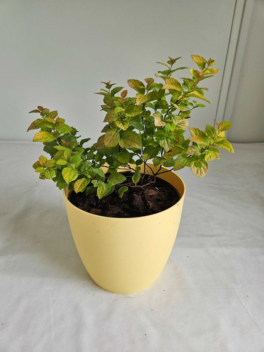 Tawuła japońska Golden Prince 30cm C2 – ozdobny krzew + nawóz gratis