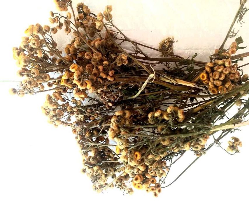 WROTYCZ KWIAT 500g 100% NATURA ŚWIEŻY Zbiór Pasożyt Kleszcze