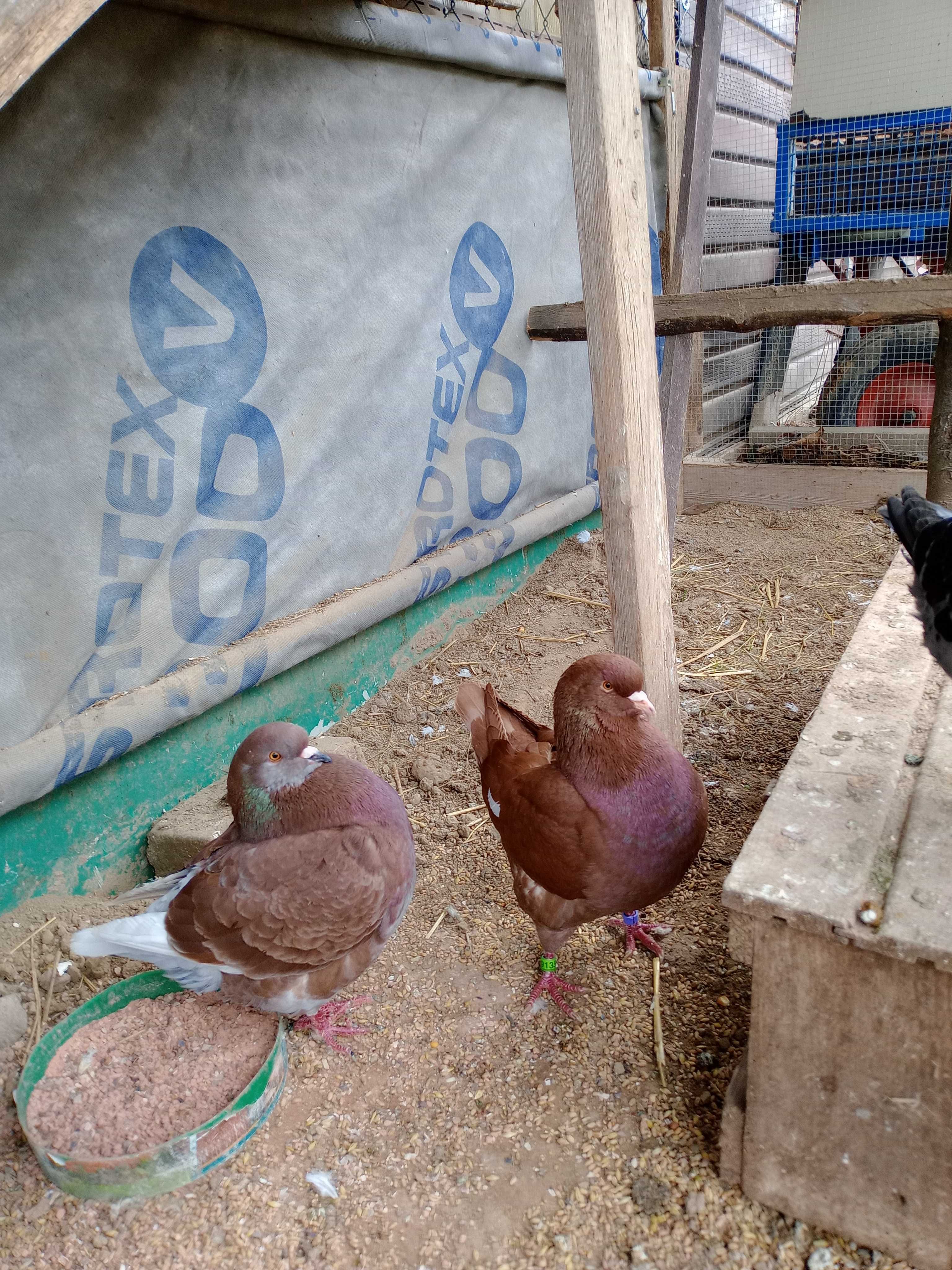 Kingi, Niemieckie Wystawowe, Pawiki