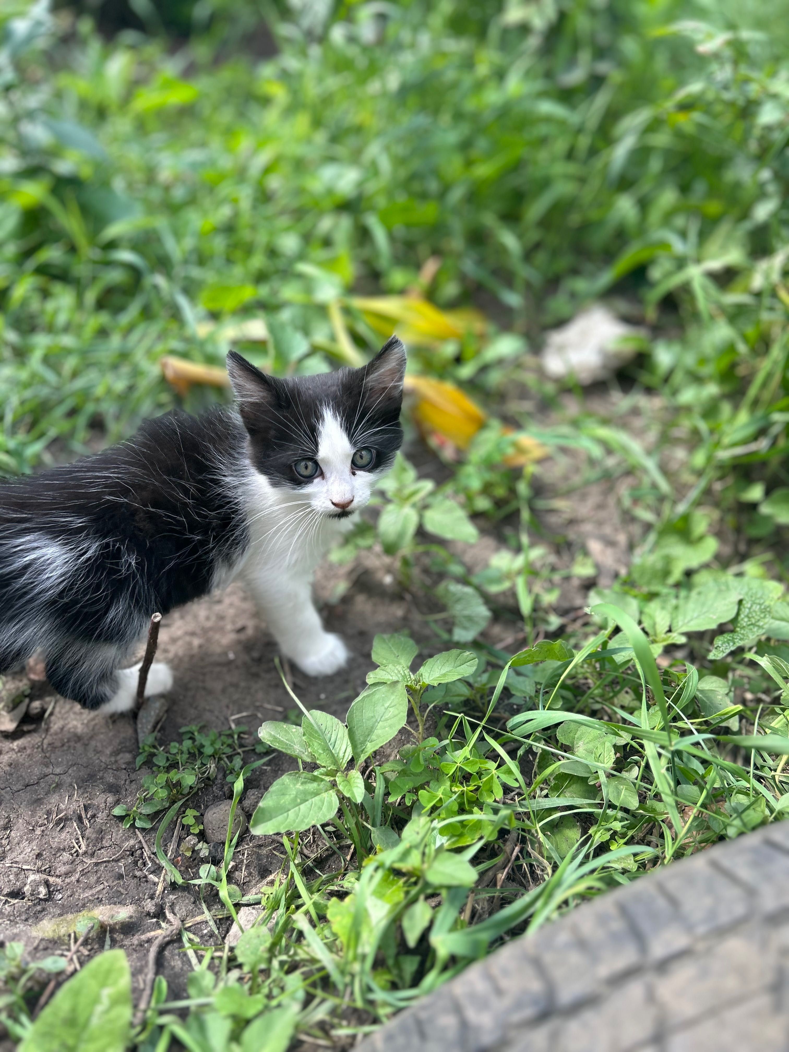 Віддамо гарнюніх кошенят