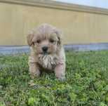 Maltipoo suczka do rezerwacji