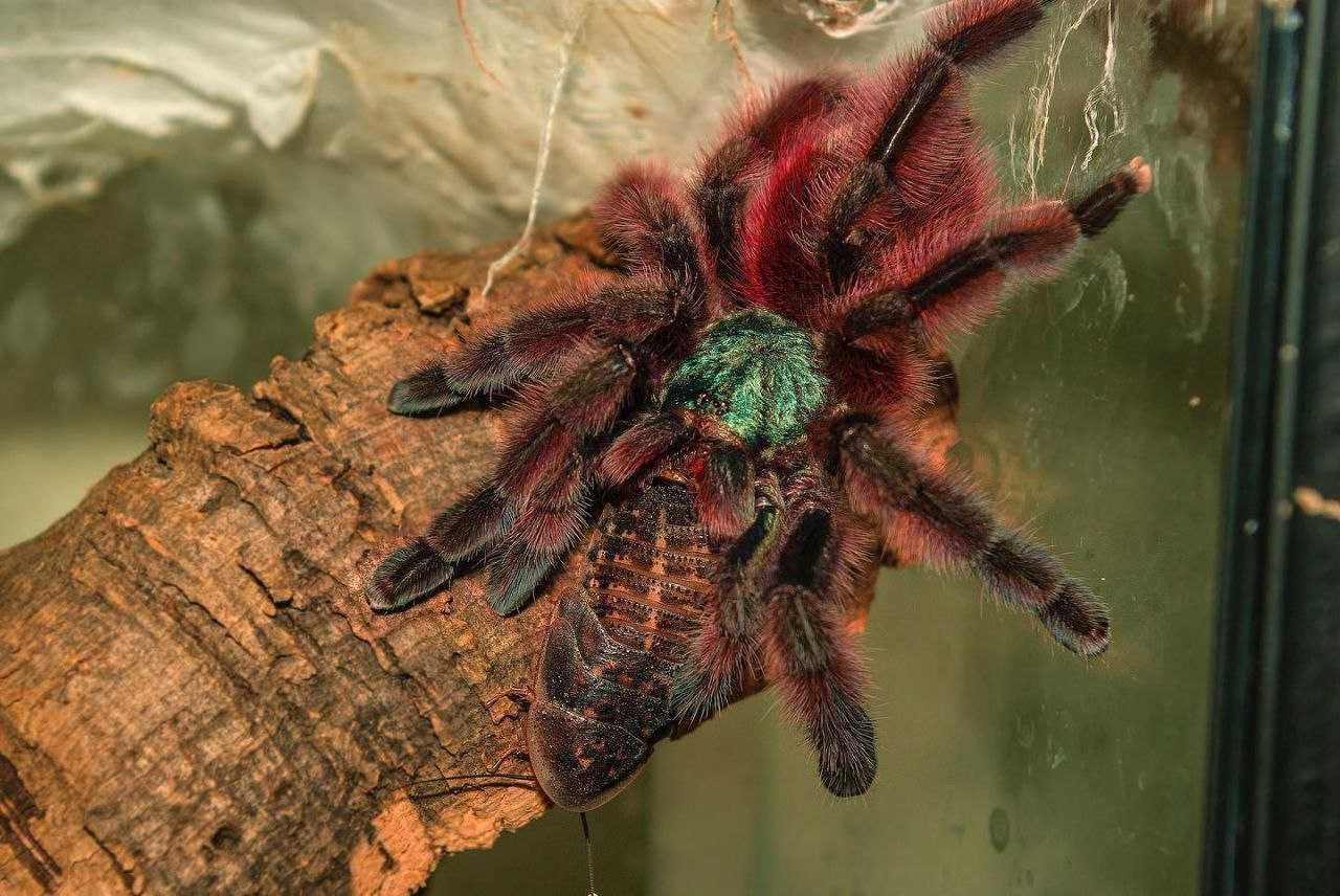 Паук птицеед Avicularia versicolor молодая самка л10