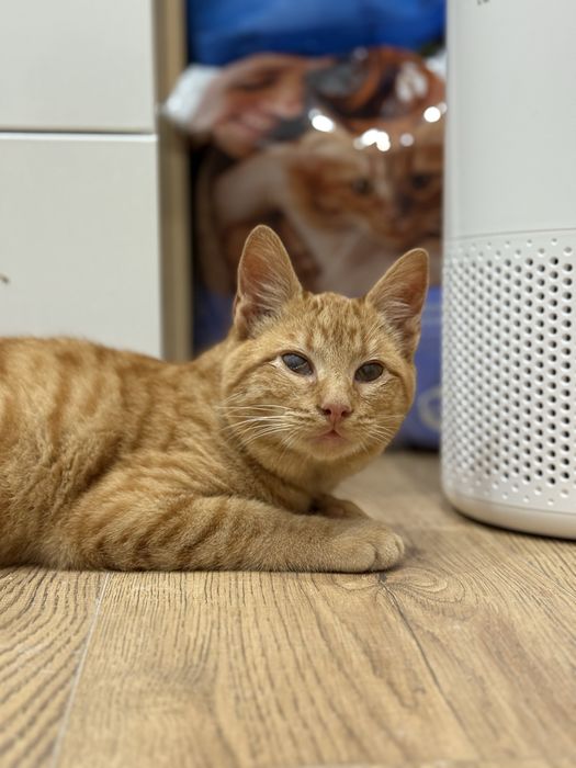 Gatinho muito meigo 5 meses