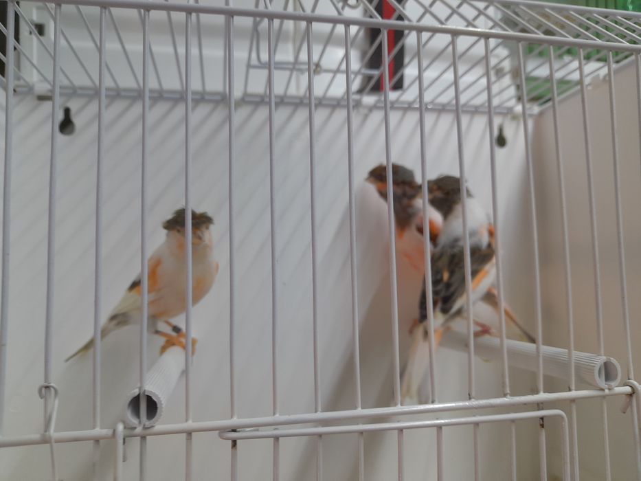 Canarios arlequim português