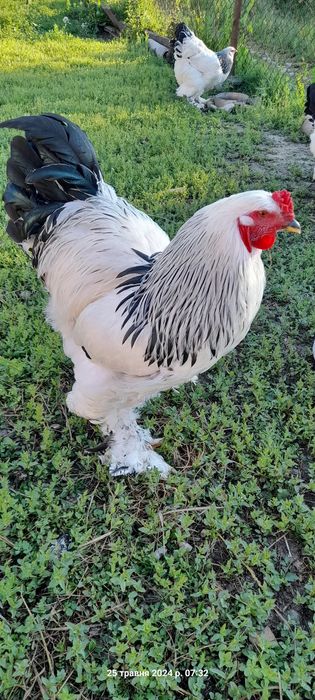 Кури Світлої Брами..