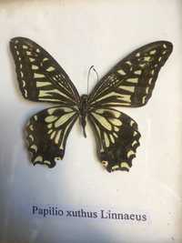 Бабочка papilio xuthus linnaeus