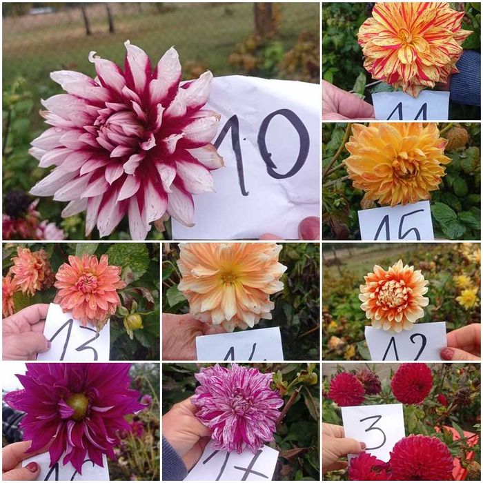 DALIE KARPY zapraszam