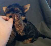 York , Yorkshireterrier