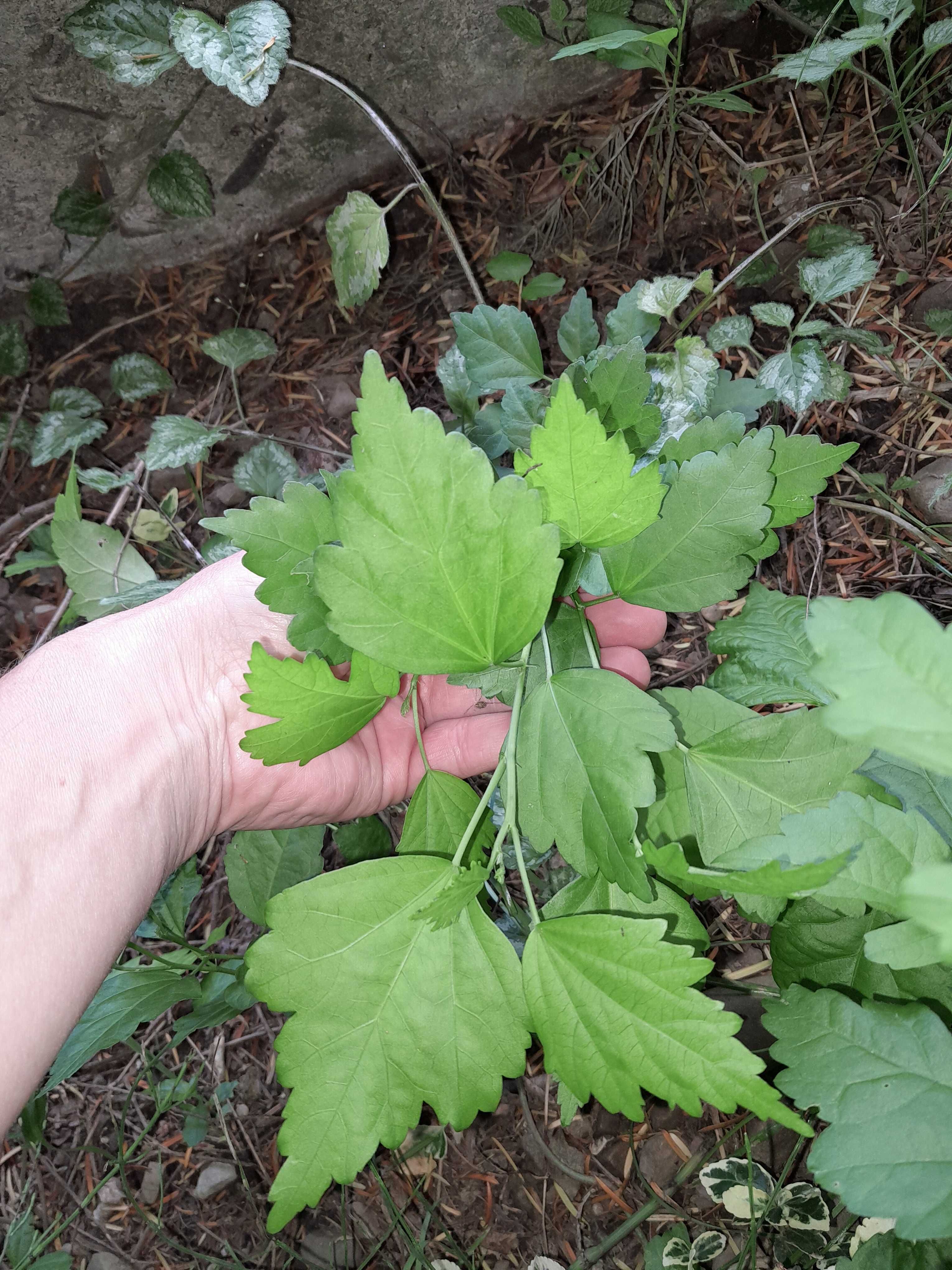 Ketmia hibiskus japoński