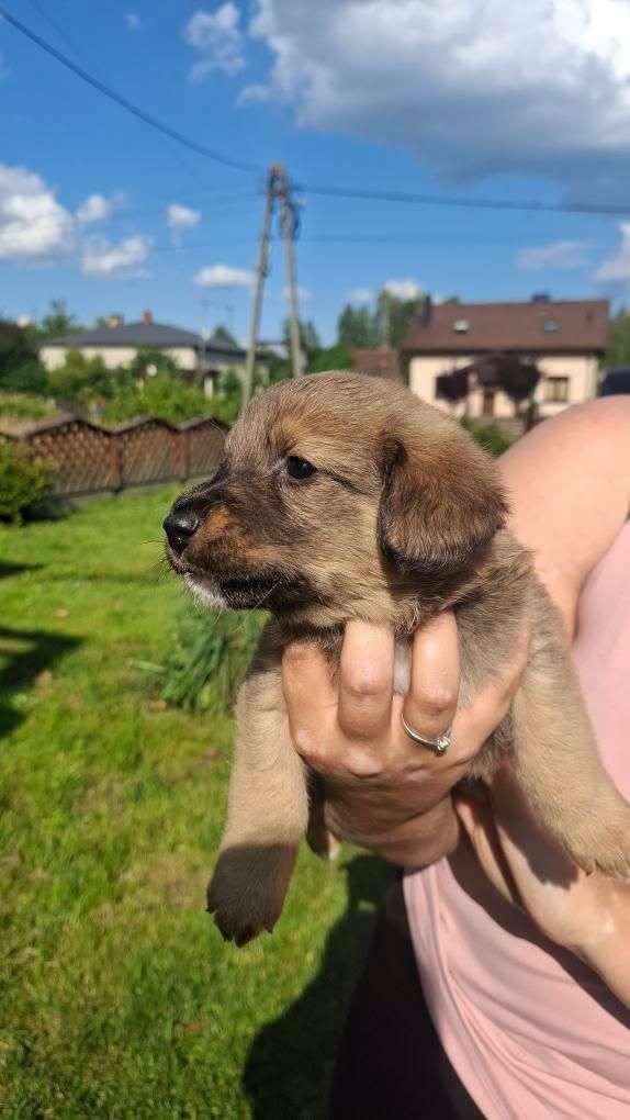 Oddam w dobre ręce