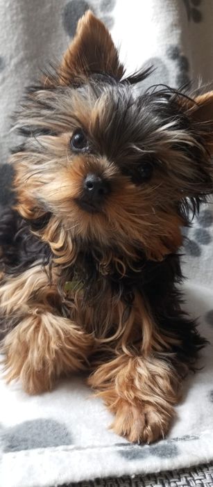 Szczeniak York Terrier. Miniaturka. Piesek