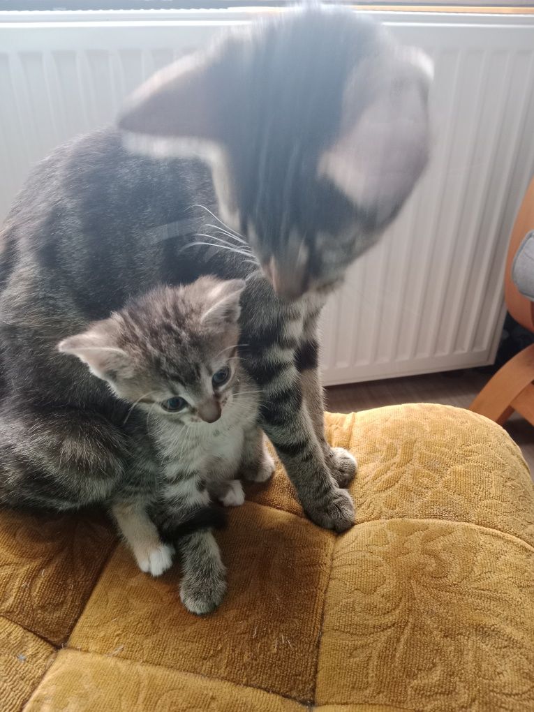 Koteczka do adopcji