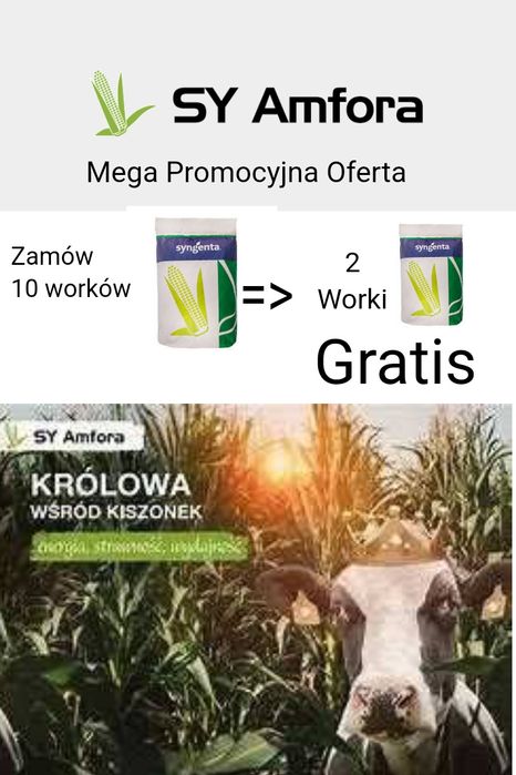 Kukurydza  Syngenta Sy Amfora Fao 260