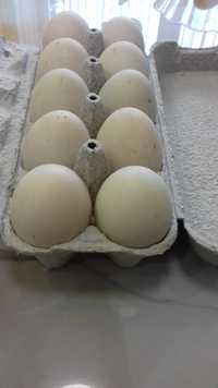Яйця качині в інкубатор або під квочку