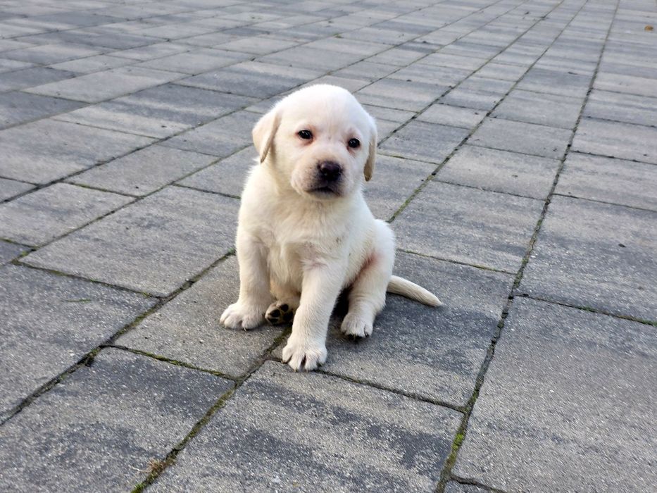 LABRADOR retriever szczeniak ZKwP FCI