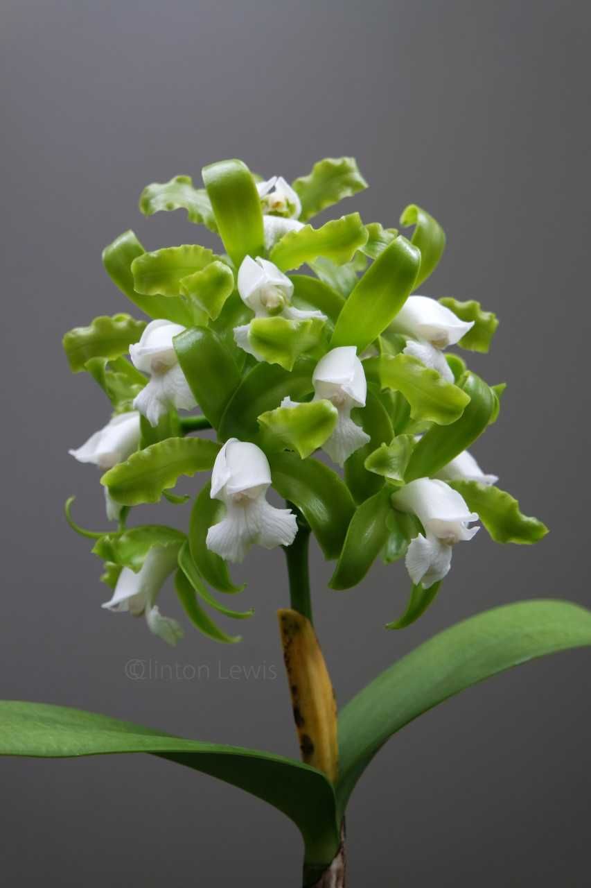 Orquídea Cattleya bifoliada alba.