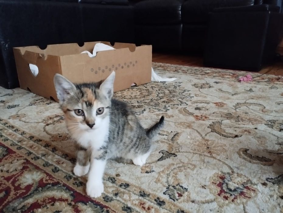 Kotki do adopcji za darmo