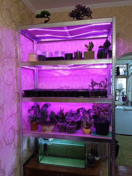 Фітолампа, фітострічка для рослин, розсади, фитолента