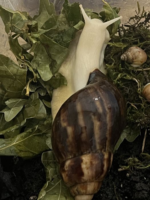 Улитка Ахатина бесплатно