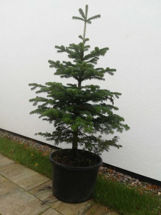 Jodła kaukaska w donicy