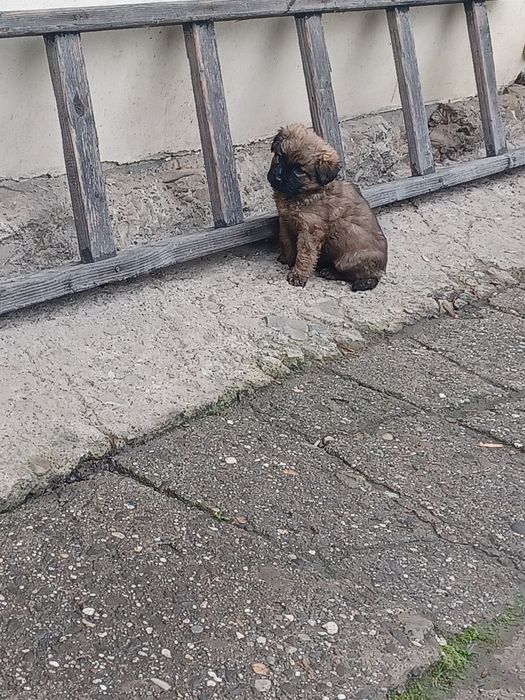 Suczki York mix maltańczyk