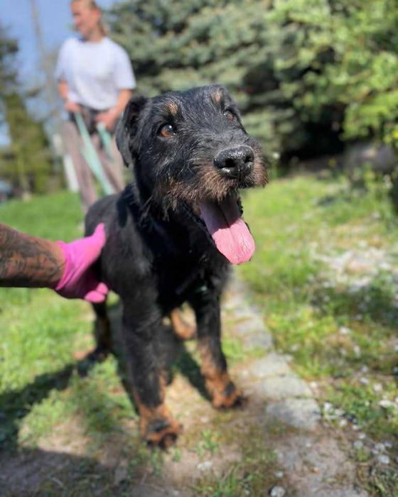 Jagger - energetyczny terrier szuka domu!