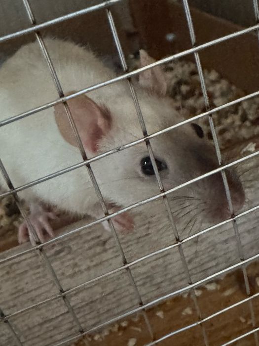 Віддам 2 крисок дамбо