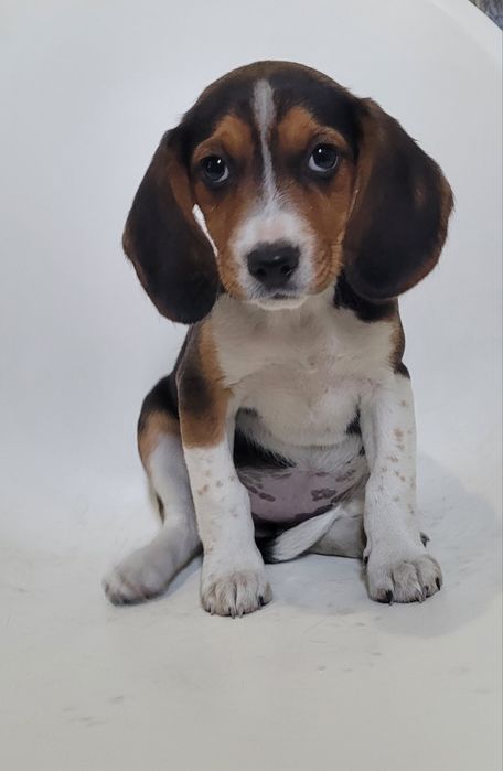Beagle tricolor femea