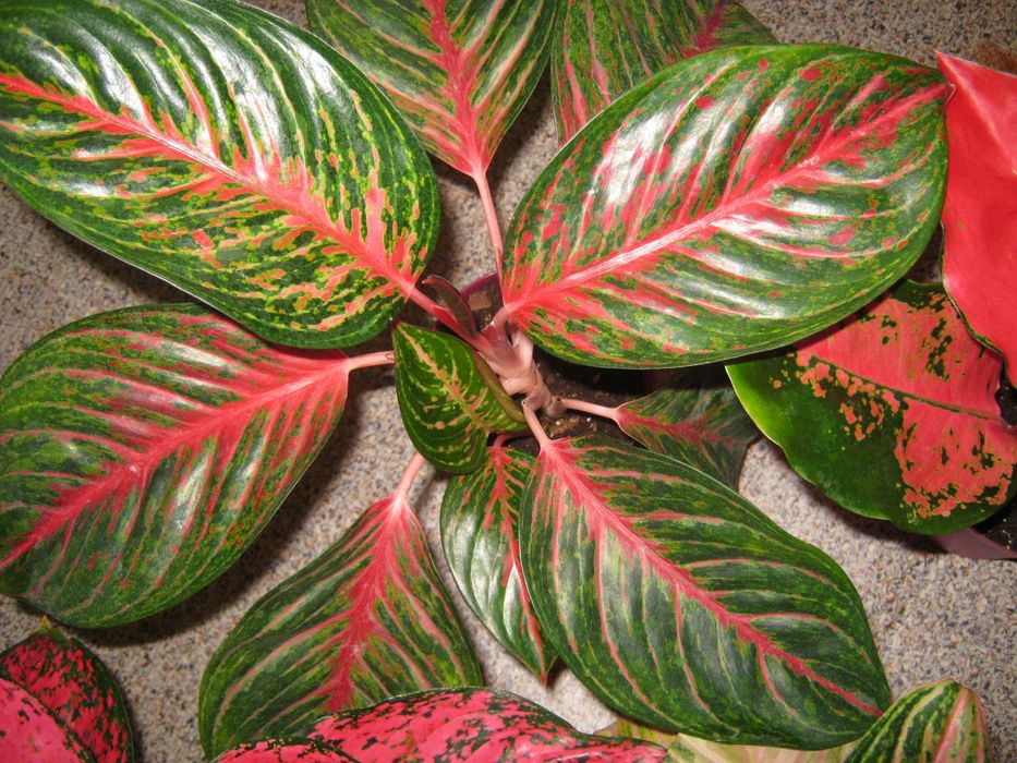 калатея аглаонема филодендрон драцена папоротник дек. лиственные цветы