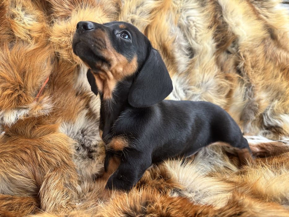 Jamnik krótkowłosy