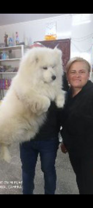 Цуценята породи Самоїд