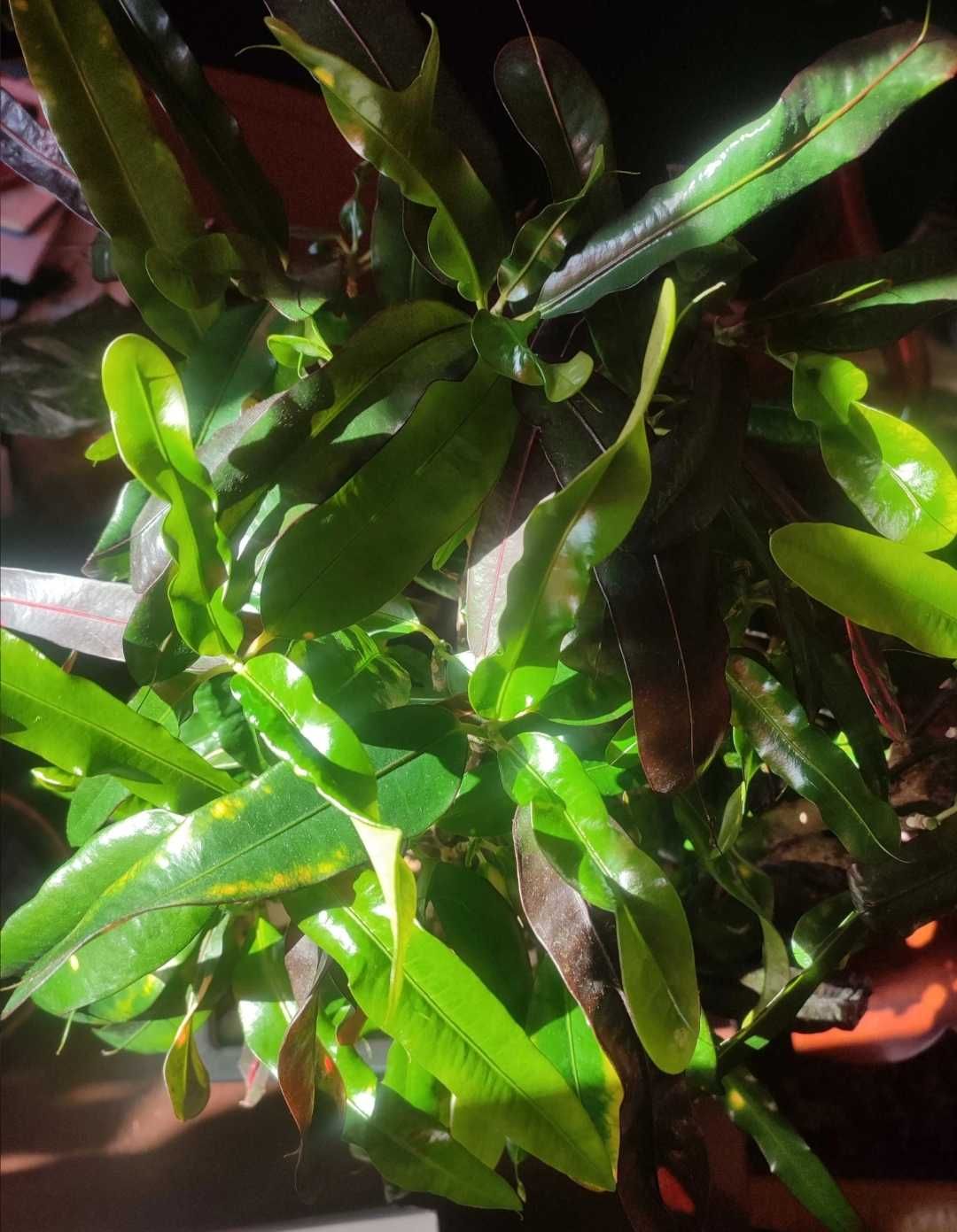 Kroton mammi croton variegata czerwony  duży okaz kwiat domowy