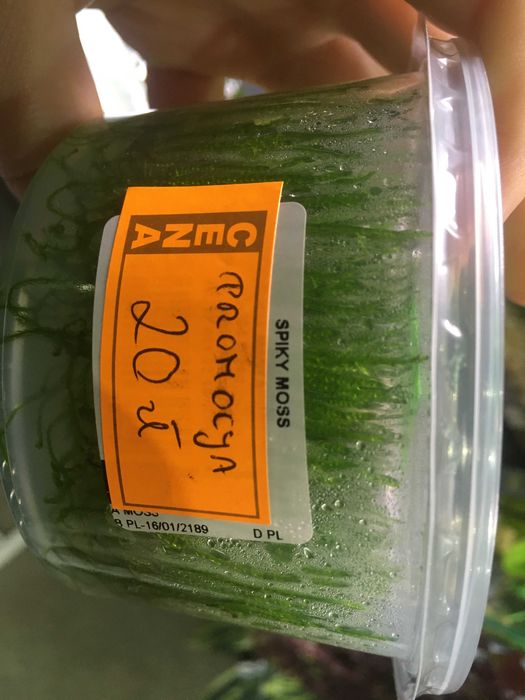 Gałęzatka kulista,Mech Christmas,Spiky,Weeping,Flame - TINA ZOO ZABRZE