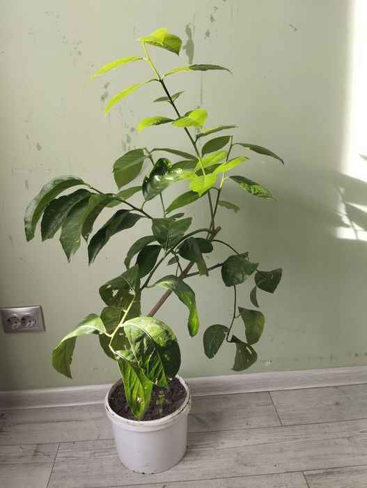 Лимон плодородний