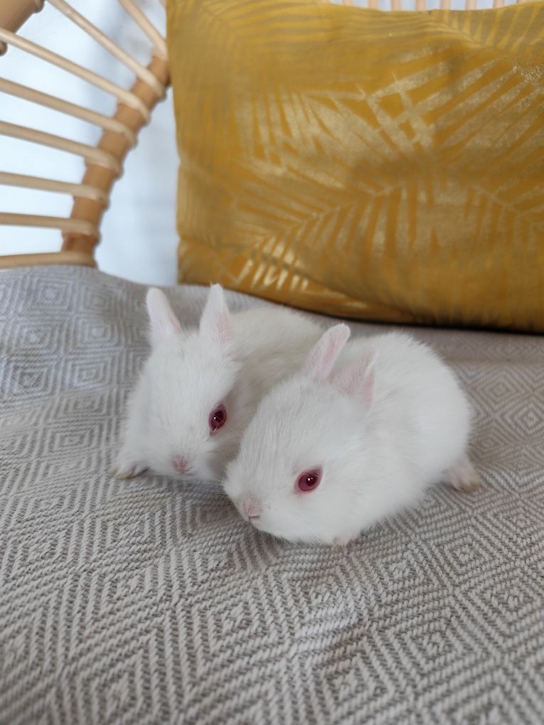 Coelhos mini toy Holandês