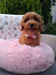 Piękna suczka Cavapoo