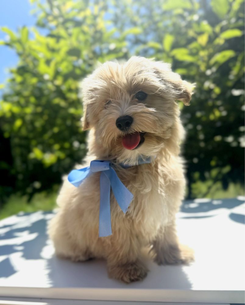 Maltipoo biszkoptowy piesek