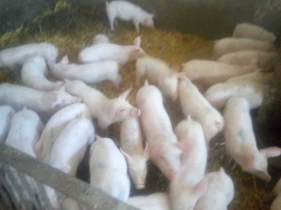 sprzedam prosięta  warchlaki 32 sztuki