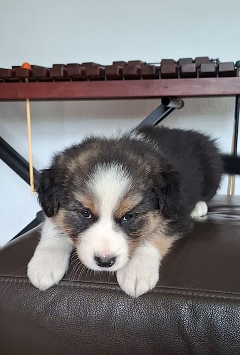 Amazing Ponidzie Border Collie