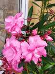 Oleander różowy podwójny
