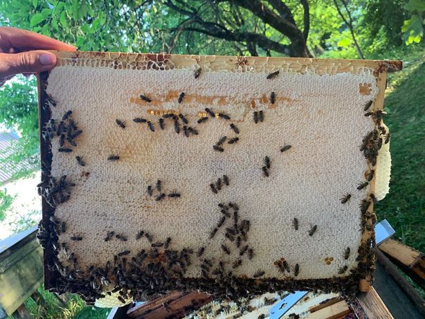 Бджоломатки Карпатка, плідні матки